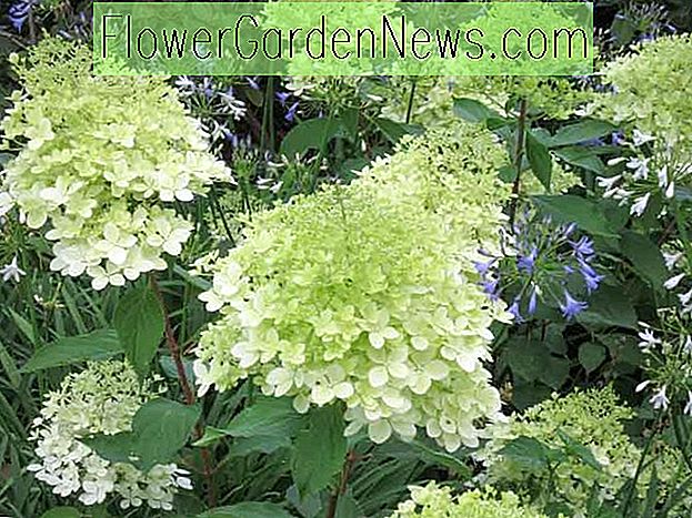 Hydrangea Paniculata 'Greenspire', Hortensia 'Greenspire', Hortensia vert, Hydrangea paniculata 'Green Spire'