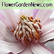 Magnolia × loebneri 'Leonard Messel', Magnolia 'Leonard Messel', schotel magnolia, roze magnolia, winterbloemen, lentebloemen, roze bloemen, geurende bomen, geurende bloemen