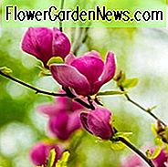 Magnolia × soulangeana Lennei, Lennei Schotel Magnolia, Lennei Tulip Magnolia, Lennei Chinese Magnolia, rode magnolia, roze magnolia, winterbloemen, lentebloemen, rode bloemen, roze bloemen, geurende bloemen