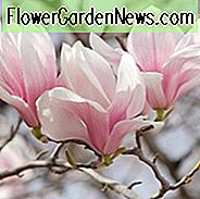 Magnolia × soulangeana Lilliputter, Lilliputter schotel magnolia, Lilliputter tulpen Magnolia, Lilliputter Chinese magnolia, witte magnolia, roze magnolia, winterbloemen, lentebloemen, witte bloemen, roze bloemen, geurende bloemen