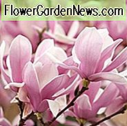 Magnolia × soulangeana, schotel magnolia, tulpenmagnolia, chinese magnolia, witte magnolia, roze magnolia, winterbloemen, lentebloemen, witte bloemen, roze bloemen, geurende bloemen