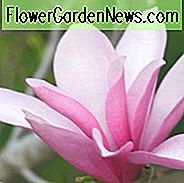 Magnolia 'Ann', Ann Magnolia, Roze magnolia, Winterbloemen, Lentebloemen, Roze bloemen, geurende bomen, geurende bloemen, Paarse magnolia, Paarse bloemen