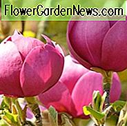 Magnolia 'Black Tulip', zwarte tulpenmagnolia, rode magnolia, winterbloemen, lentebloemen, rode bloemen, geurende bomen, geurende bloemen, paarse magnolia, paarse bloemen