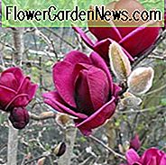 Magnolia 'Genie', Genie Magnolia, Rode magnolia, Winterbloemen, Lentebloemen, Rode bloemen, geurende bomen, geurende bloemen, Paarse magnolia, Paarse bloemen