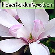 Magnolia 'Pinkie', Pinkie Magnolia, Roze magnolia, Winterbloemen, Lente bloemen, Roze bloemen, geurende bomen, geurende bloemen
