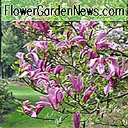 Magnolia 'Susan', Susan Magnolia, roze magnolia, winterbloemen, lentebloemen, roze bloemen, geurige bomen, geurige bloemen, paarse magnolia, paarse bloemen