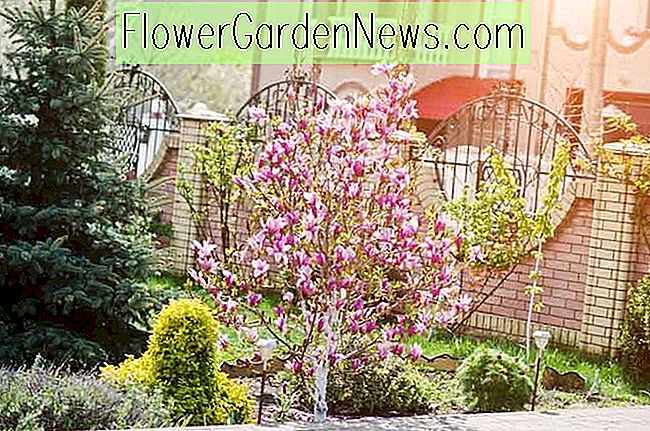 Magnoliile frumoase pentru grădinile mici