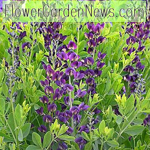 Baptisia 'Grape Taffy' (Falscher Indigo) 🌹 Nützliche Tipps Gärtner Und