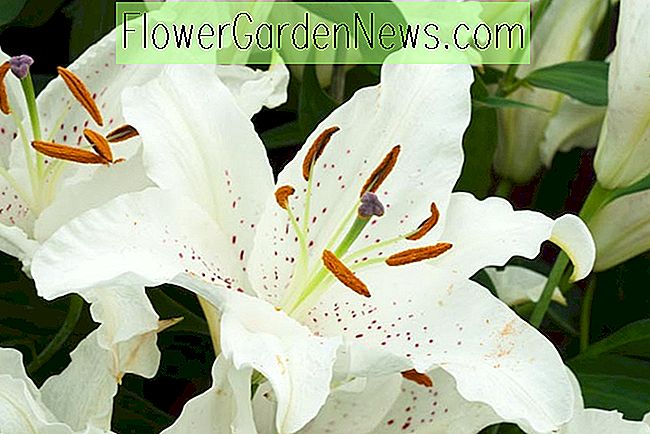 Lilium 'Muscadet' (orientalische Lilie) 🌹 Nützliche Tipps Gärtner Und