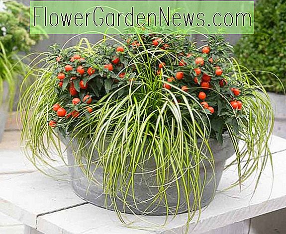 Carex Oshimensis 'Eversheen', Japanese Sedge 'Eversheen', Variegated Sedges, Trawy ozdobne, Evergreen Sedge, Evergreen Japanese Sedge