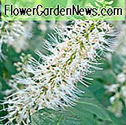 Aesculus Parviflora, Bottlebrush Rosskastanie, Zwerg Rosskastanie, Zwerg Rosskastanie, Weiße Blumen, Schattenpflanze, Pflanzen für Schatten, 