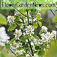 Amelanchier Alnifolia 'Regent' (Servierbeere), Serviceberry 'Regent', Erle-Leaved Serviceberry 'Regent', Saskatoon 'Regent', Amelanchier 'Regent', Strauch, Herbstfarbe, Strauch mit Beeren