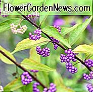 Callicarpa Dichotoma, Purple Beautyberry, Strauch, lila Beeren, Mid-Atlantic Strauch