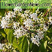 Heptacodium Miconioides, sieben Sohn Blume, sieben Sohn Blume Baum, sieben Sohn Blume von Zhejiang, blühender Strauch, rosa Blüten, weiße Blüten