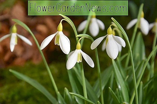 Galanthus plicatus 'Wendys guld' (Plisseret Snowdrop)