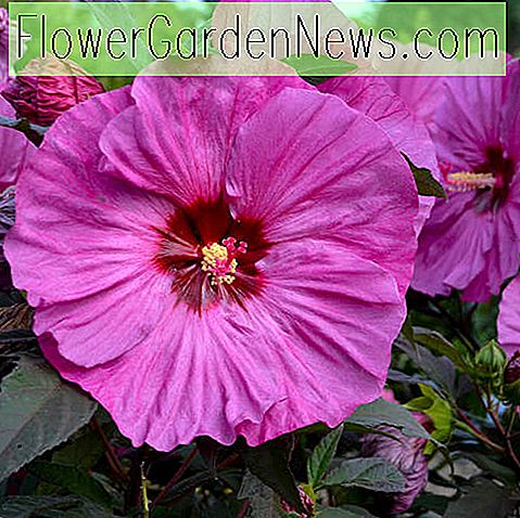 Hibiscus 'Berry Awesome' (Rose Mallow)