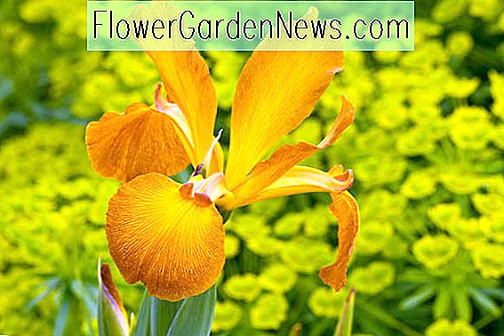 Iris Spuria 'Sahara Sands' (Blaue Iris)