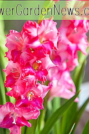 Gladiolus 'Charm' (Sword-Lily)