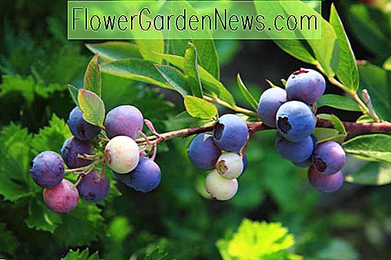 Vaccinium angustifolium (Lowbush Blueberry)