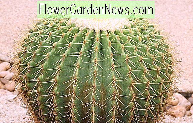 Echinocactus grusonii (Gouden Vat Cactus)
