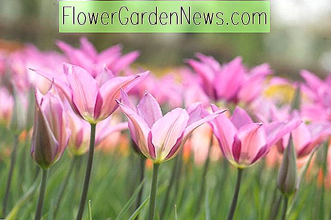 Tulipa 'Lilyrosa' (Lily-Flowered Tulip)