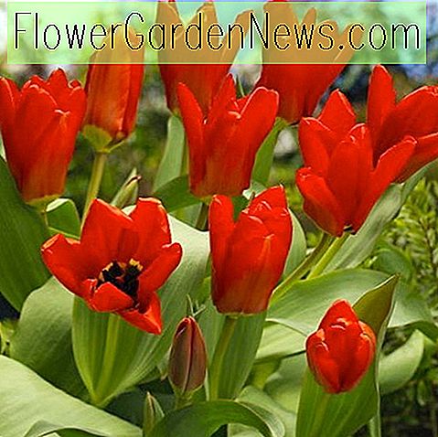Tulipa 'Roter Kaiser' (Fosteriana Tulip)