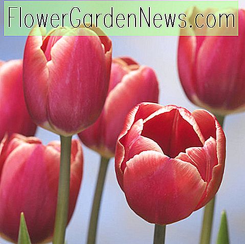 Tulipa 'Kung Fu' (Triumf tulipan)