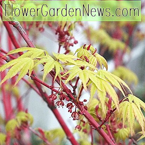 Acer palmatum 'Eddisbury' (Korallenrinde Ahorn) 🌹 Nützliche Tipps