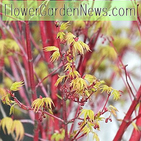 Acer palmatum 'Eddisbury' (Coral Bark Maple)