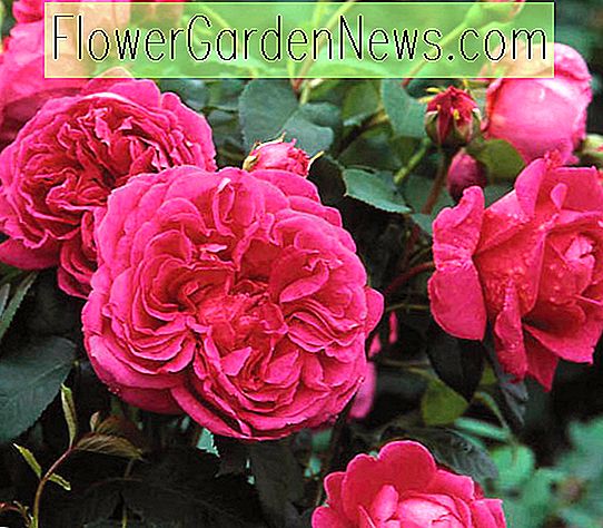 Rose Lady of Megginch, Rosa Lady of Megginch, David Austin Roser, Engelske Roser, Busk Roser, Pink Roser, Rose Bushes, Garden Roses
