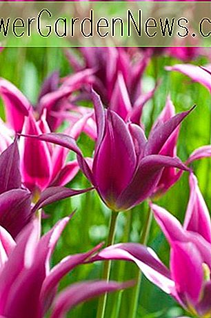 Tulipa 'Maytime' (tulipán con flores de lirio)
