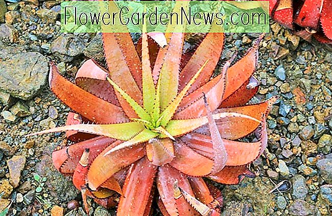 Aloe microstigma, Cape speckled Aloe, Aloe brunnthaleri, Aloe juttae, Orange blomster, Sukkulenter, Aloer, Tørke tolerante planter