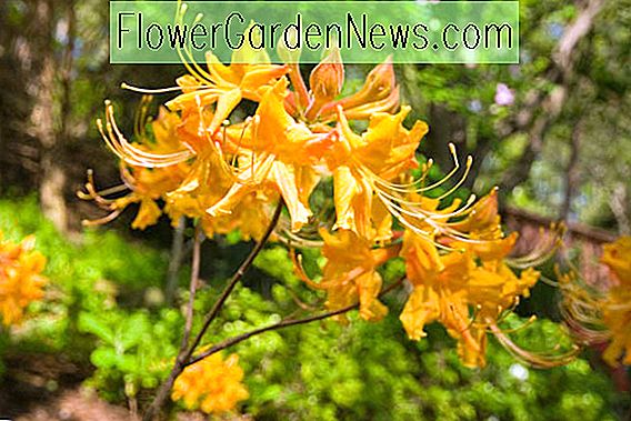 Rhododendron austrinum (Florida Flammenazalee)