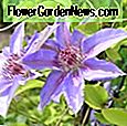 Clematis 'Freda' (Grupo Montana) 🌹 Consejos Útiles ...