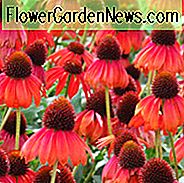 Echinacea 'Firebird', Coneflower 'Firebird', Coneflower rojo, Echinacea rojo, Coneflower, Coneflowers