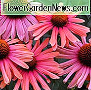 Echinacea 'Mama Mia', Coneflower 'Mama Mia', Coneflower anaranjado, Coneflowers anaranjados, Echinacea anaranjado, Coneflower rojo, Coneflowers rojo, Echinacea rojo, Coneflower, Coneflowers
