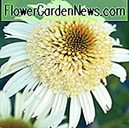 Coneflower Secret Pride, Coneflower 'Secret Pride', Echinacea Purpurea 'Secret Pride', Doble Coneflower, Doble Echinacea, White Coneflowers, White Echinacea