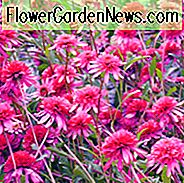Echinacea 'Southern Belle', Coneflower 'Southern Belle', coneflower rosado, coneflowers rosados, Echinacea rosado, Coneflower, Coneflowers