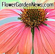Echinacea 'Crepúsculo', Coneflower 'Crepúsculo', Echinacea 'Big Sky Twilight', Echinacea 'Big Sky Series, Coneflowers rojos, Sequías perennes, Flores de cono, Coneflowers
