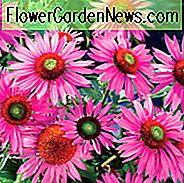 Echinacea Purpurea 'Green Eyes', Coneflower 'Green Eyes', Echinacea Purpurea 'Green Eyes', Pink coneflower, Pink coneflowers, Pink Echinacea, Coneflower, Coneflowers