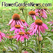 Echinacea Purpurea 'Kim's Knee High', Coneflower 'Kim's Knee High', Echinacea 'Kim's Knee High', Purple Coneflower, Purple Echinacea, Echinacea Purpurea