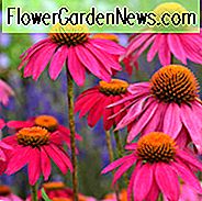 Echinacea 'PowWow Wild Berry', Echinacea purpurea 'PowWow Wild Berry', Coneflower 'PowWow Wild Berry', Echinacea PowWow Series, Pink coneflower, Pink coneflowers, Pink Echinacea, Coneflower, Coneflowers