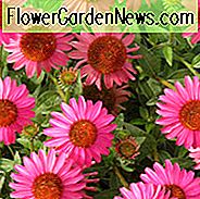Echinacea 'Amazing Dream', Coneflower 'Amazing Dream', Coneflower rosa, Coneflowers rosa, Echinacea rosa, Coneflower, Coneflowers