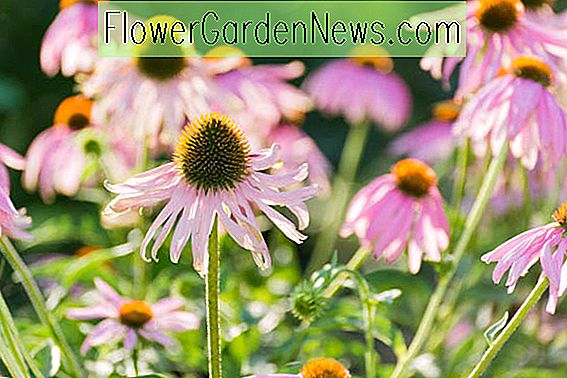 Coneflowers, Echinacea, Echinacea Purpurea, Coneflower púrpura, Echinacea híbridos, Coneflowers, flores del cono, Coneflower, plantas tolerantes a la sequía