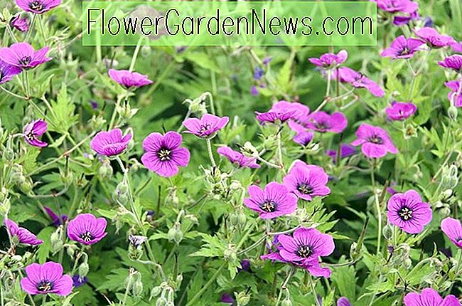 Long - Blooming Geraniums Hardy สำหรับสวนของคุณ