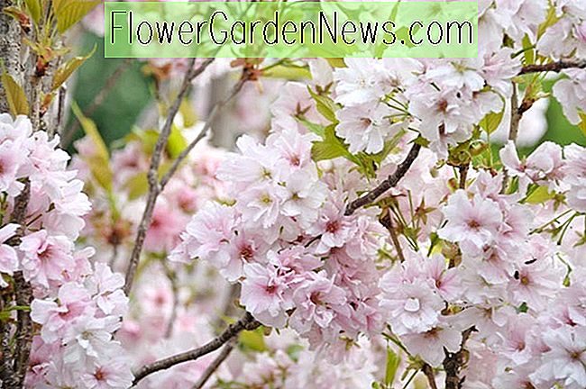 Prunus 'Amanogawa' (cerisier à fleurs japonais)