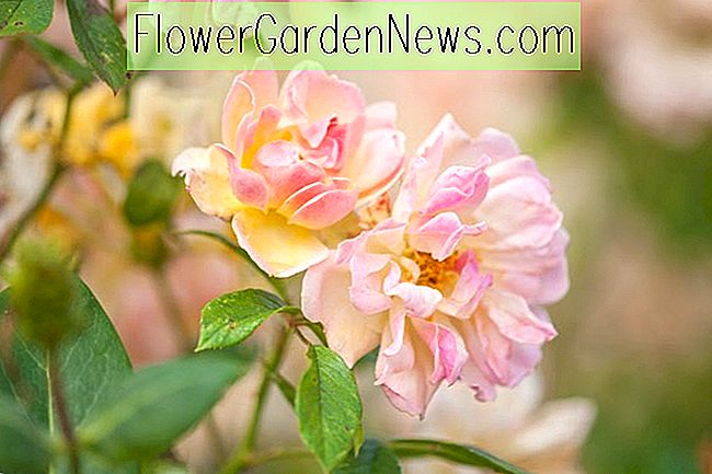 Rosa × odorata 'Mutabilis' (Chinese roos)