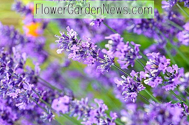 Lavandula angustifolia 'Folgate' (Lavendel)