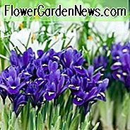 Iris 'Pixie' Iris 'Pixie' ของ Iris, Iris reticulata 'Pixie', Iris reticulata, ม่านตา Iris, ม่านช่อดอกต้นฤดูใบไม้ผลิ, ดอกไม้สีม่วง, ม่านตาสีม่วง, ดอกไม้สีฟ้า, ม่านตาสีฟ้า
