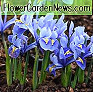 Iris 'Alida' Iris 'Alida', Iris reticulata 'Alida', Iris reticulata, ม่านตา Iris, Iris ต้นฤดูใบไม้ผลิ, ดอกไม้สีม่วง, ม่านตาสีม่วง, ดอกไม้สีฟ้า, ม่านตาสีฟ้า